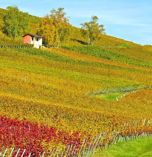 Landschaft Weinbaugebiet